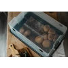 Shiitake growing on Max Yield Bin