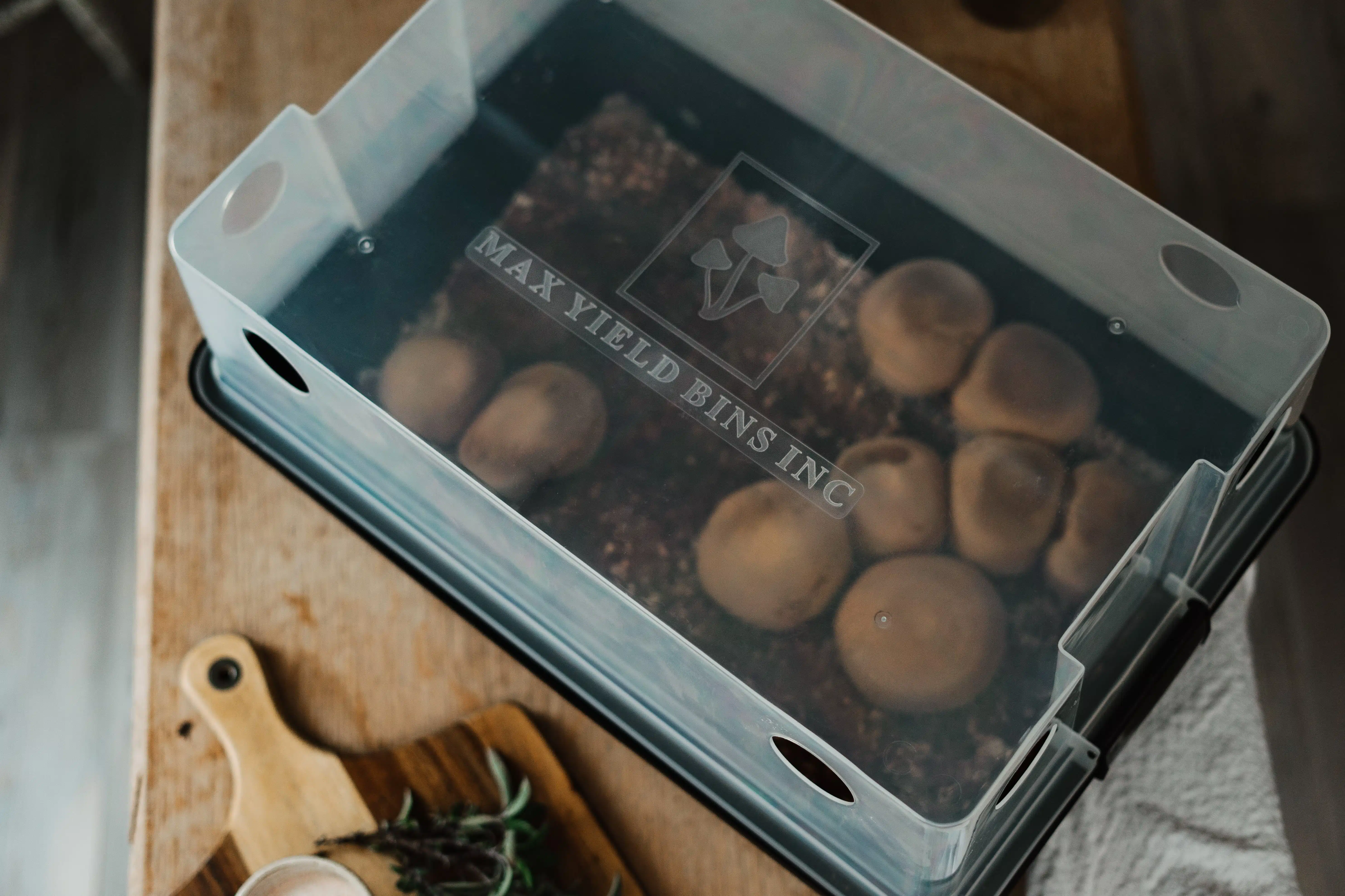 A clear plastic box labelled MAX YIELD BINS INC holds growing mushrooms on a wooden table.