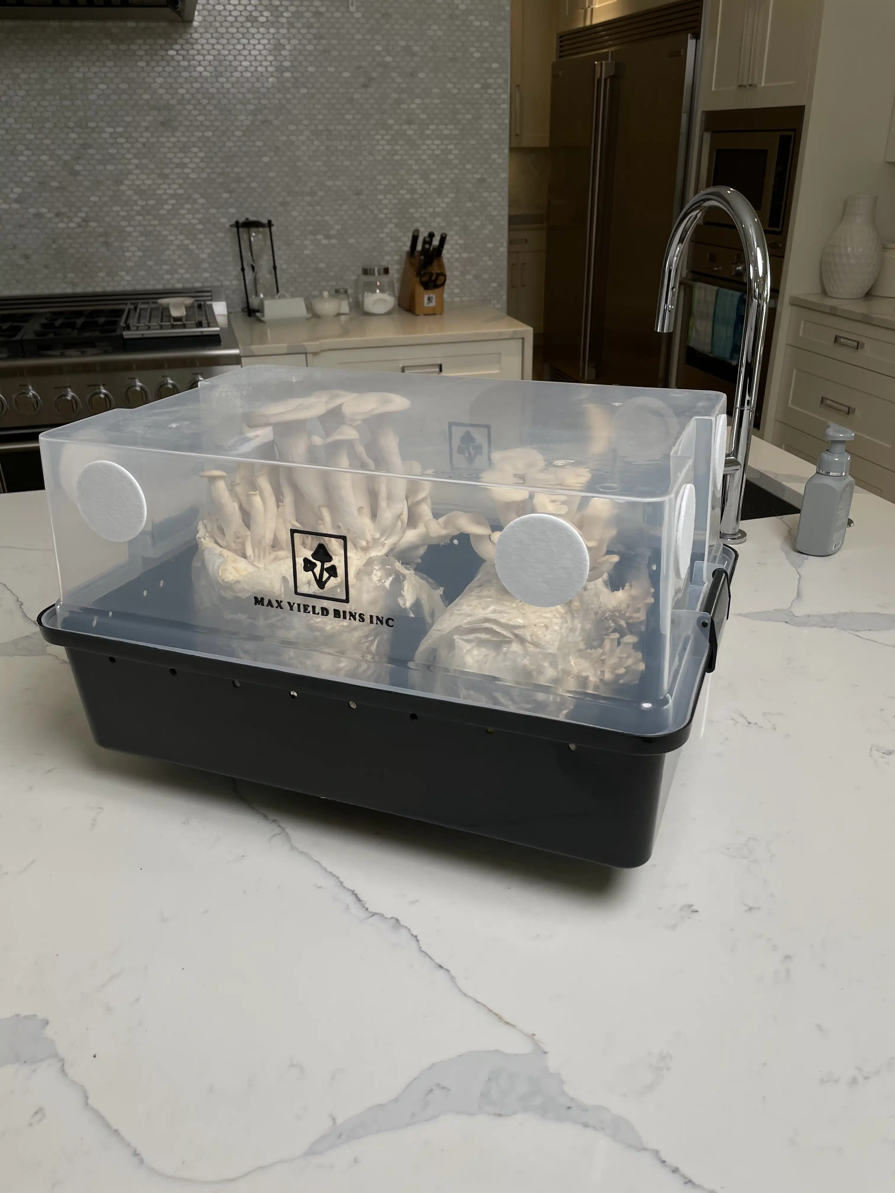 Monotub kit for Growing mushrooms- Max Yield Bins 10 A monotub kit for growing mushroomsโMax Yield Bins, filled with mushrooms, sits on a white kitchen worktop near a sink.