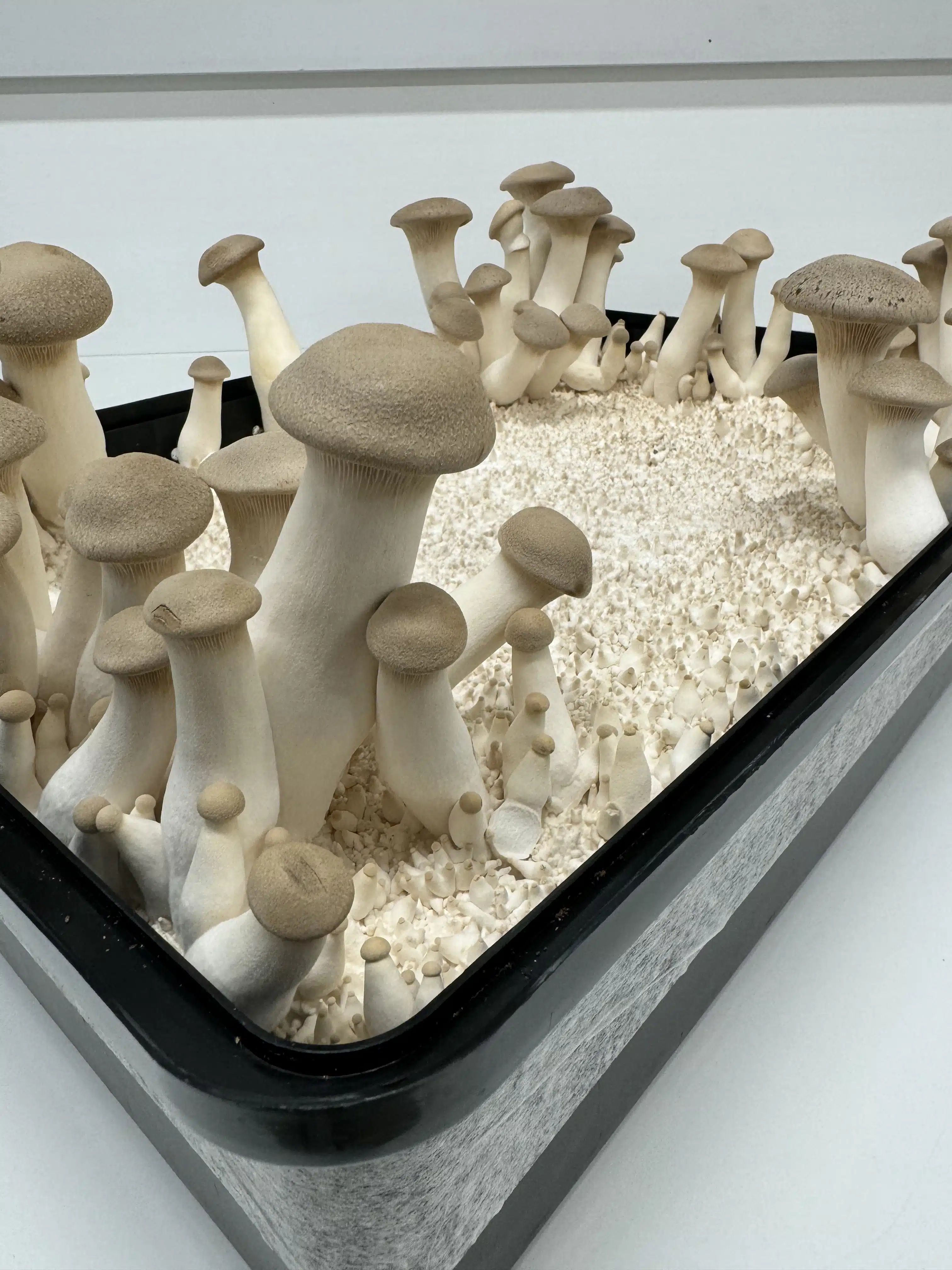 Monotub kit for Growing mushrooms- Max Yield Bins 9 King oyster mushrooms growing in clusters inside a Max Yield Bins monotub kit, a black rectangular container filled with substrate for mushroom cultivation.