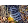 Blue Shimeji Pleurotus ostreatus