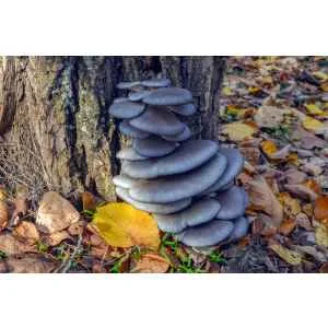 Grey oyster mushrooms growing on a tree trunk, surrounded by fallen autumn leaves on the ground.