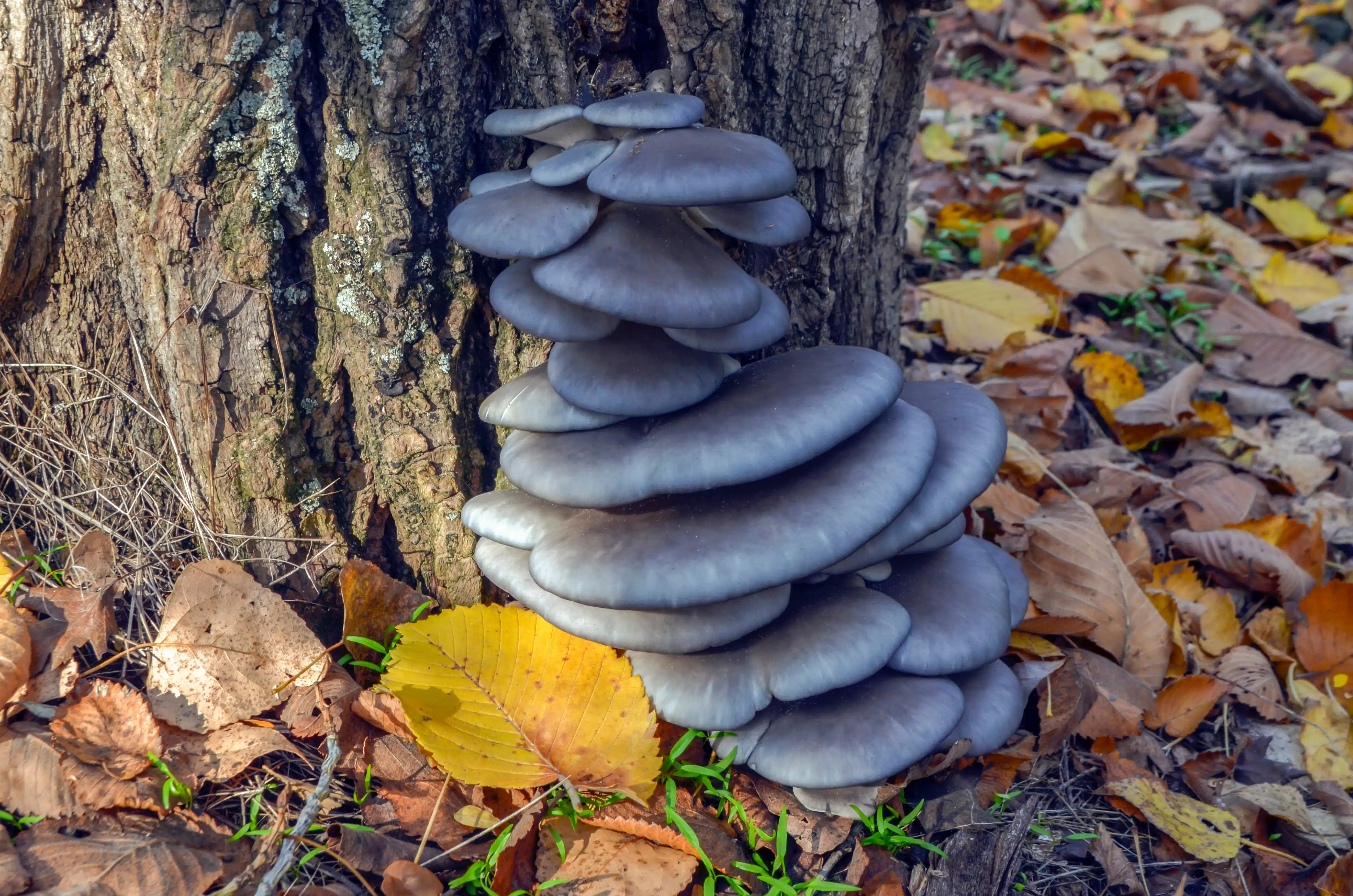 Grey oyster mushrooms growing on a tree trunk, surrounded by fallen autumn leaves on the ground.