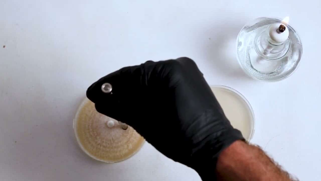Nitrile Powder Free Disposable Gloves 4 A gloved hand inoculates a petri dish beside a lit spirit lamp on a white surface.