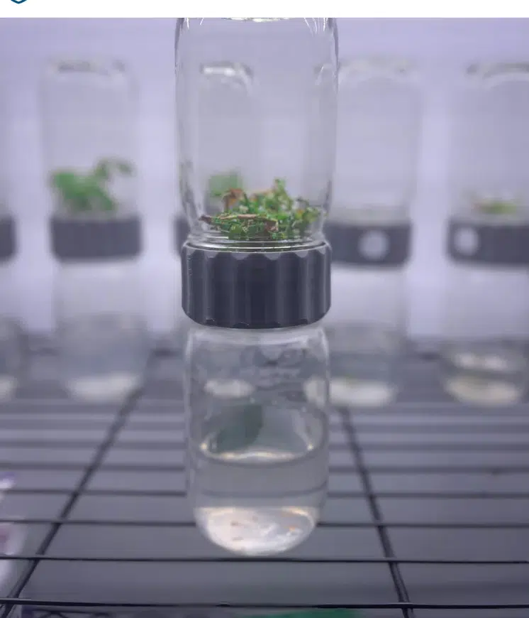 Small green plantlets in a Plant Cell Biocoupler™ Glass Set (454ml, 340ml, 227ml) with black lids, displayed on a metal rack in a laboratory setting.