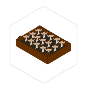 Mushroom Garden Bed Kit