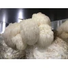 Lion's Mane Dazzle (Hericium erinaceus)