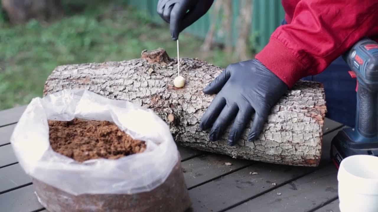 Nitrile Powder Free Disposable Gloves 2 A person in black gloves inserts a mushroom spore into a log on an outdoor table, using quality mushroom growing supplies from Mushroom Supplies Australia.