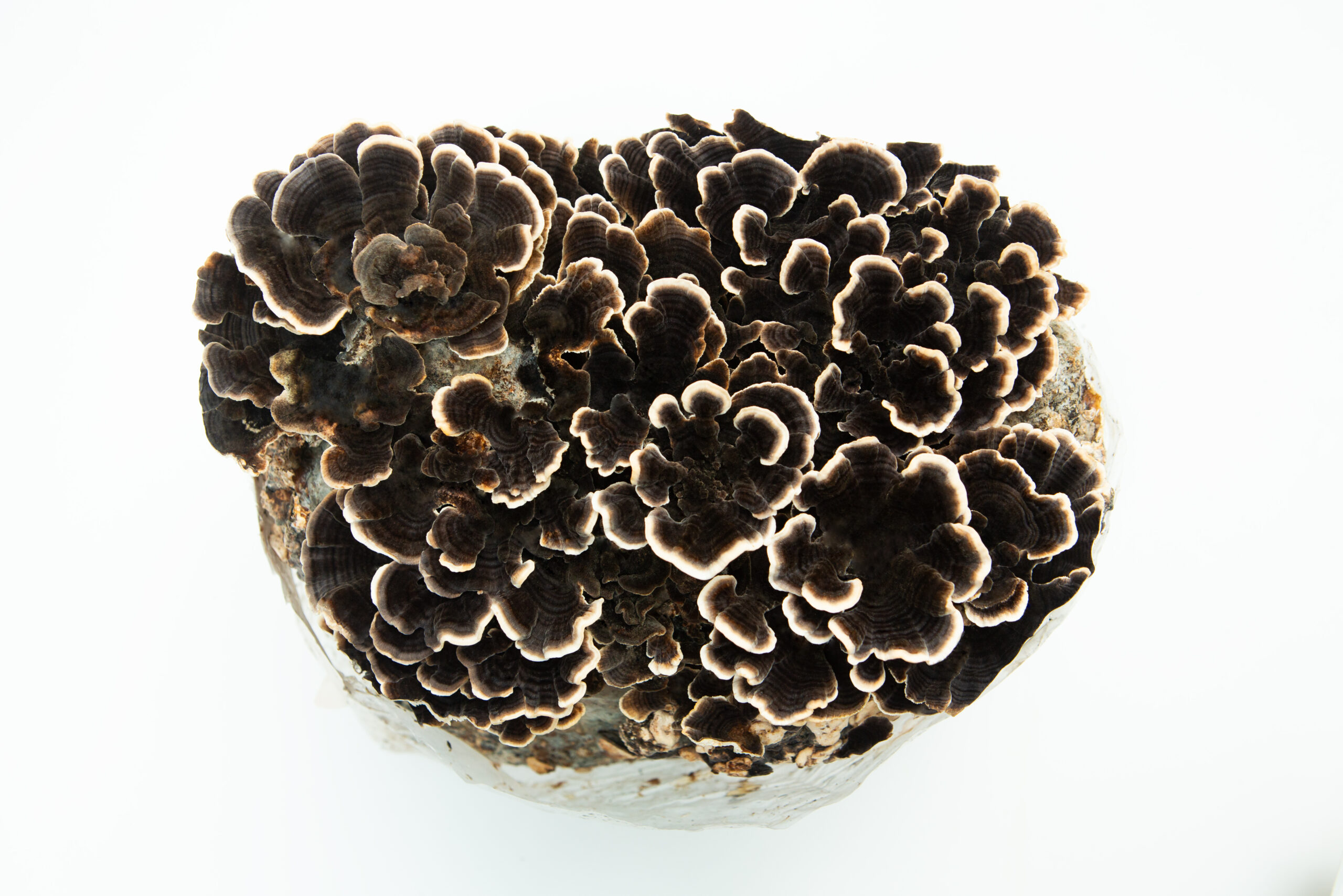 Turkey Tail | Trametes versicolor polyporales | Mushroom Fruiting Blocks - 3kg ( Wholesale for Farms) 2 Top-down view of dark brown, ruffled Turkey Tail (Trametes versicolor) mushrooms with pale edges, featured in our 3kg Mushroom Fruiting Blocksāideal for farms; wholesale product.