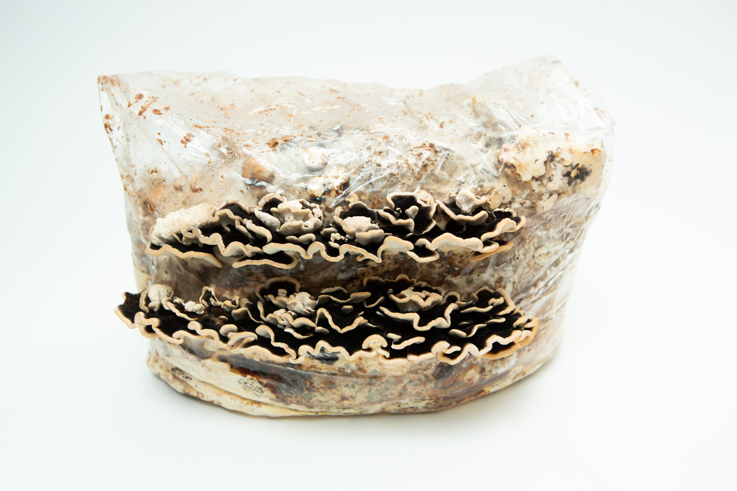 Turkey Tail | Trametes versicolor polyporales | Mushroom Fruiting Blocks - 3kg ( Wholesale for Farms) 3 Two clusters of Turkey Tail (Trametes versicolor) mushrooms grow from a 3kg Mushroom Fruiting Block against a white background. This wholesale block is designed for farms and filled with substrate to support polyporales growth.