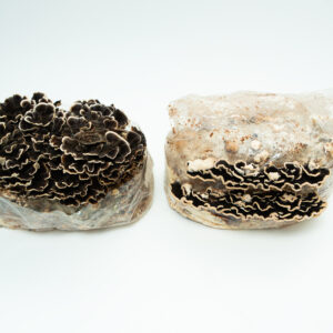 Two 3kg Turkey Tail (Trametes versicolor) Mushroom Fruiting Blocks in plastic bags—one with dark frilly mushrooms. Wholesale for farms.