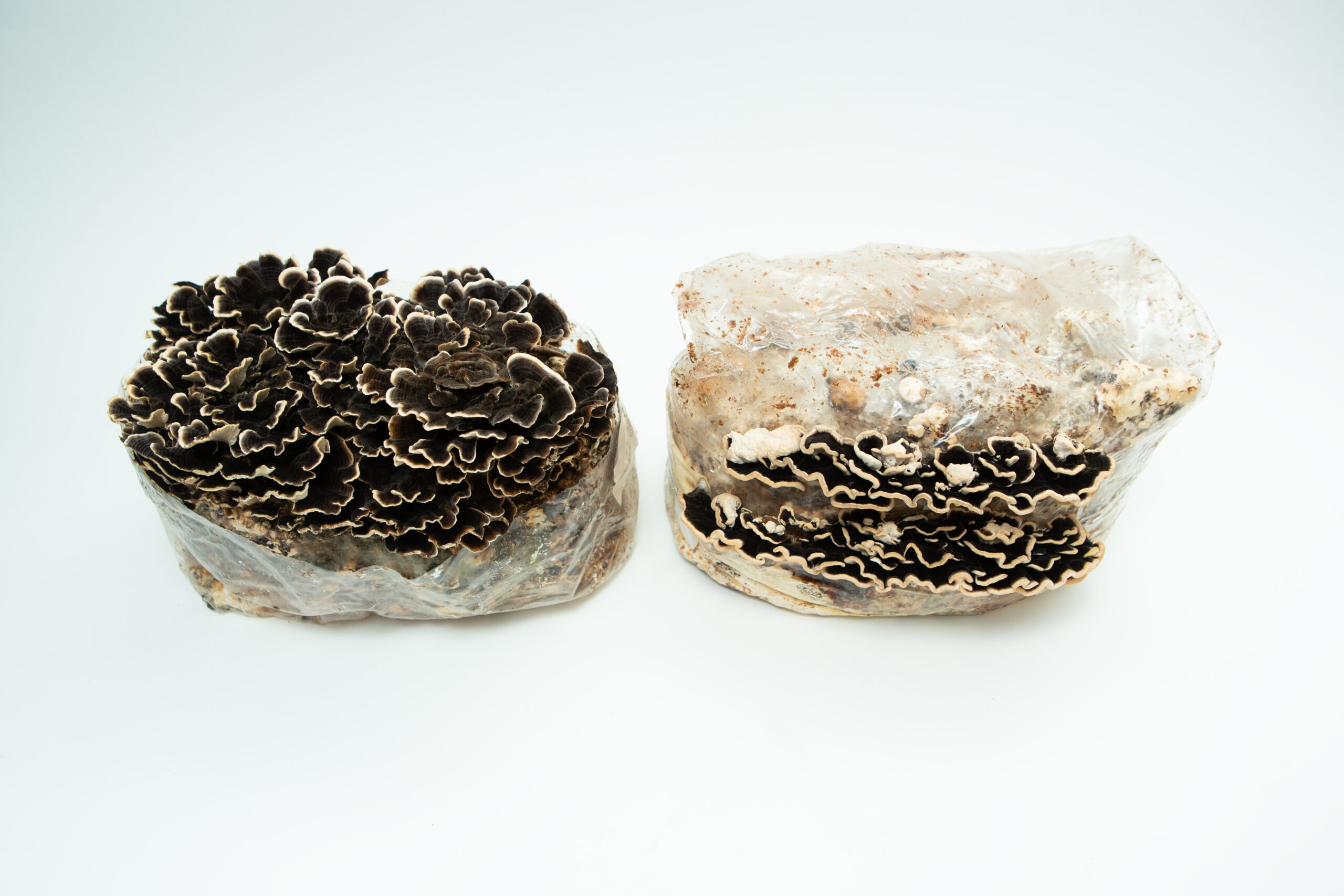 Turkey Tail | Trametes versicolor polyporales | Mushroom Fruiting Blocks - 3kg ( Wholesale for Farms) 1 Two 3kg Turkey Tail (Trametes versicolor) Mushroom Fruiting Blocks in plastic bagsāone with dark frilly mushrooms. Wholesale for farms.