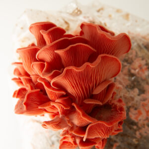 Bright pink clusters of Pink Oyster (Pleurotus djamour) mushrooms grow from the 3kg Mushroom Grow Kit—Spray and Grow—against a white background.
