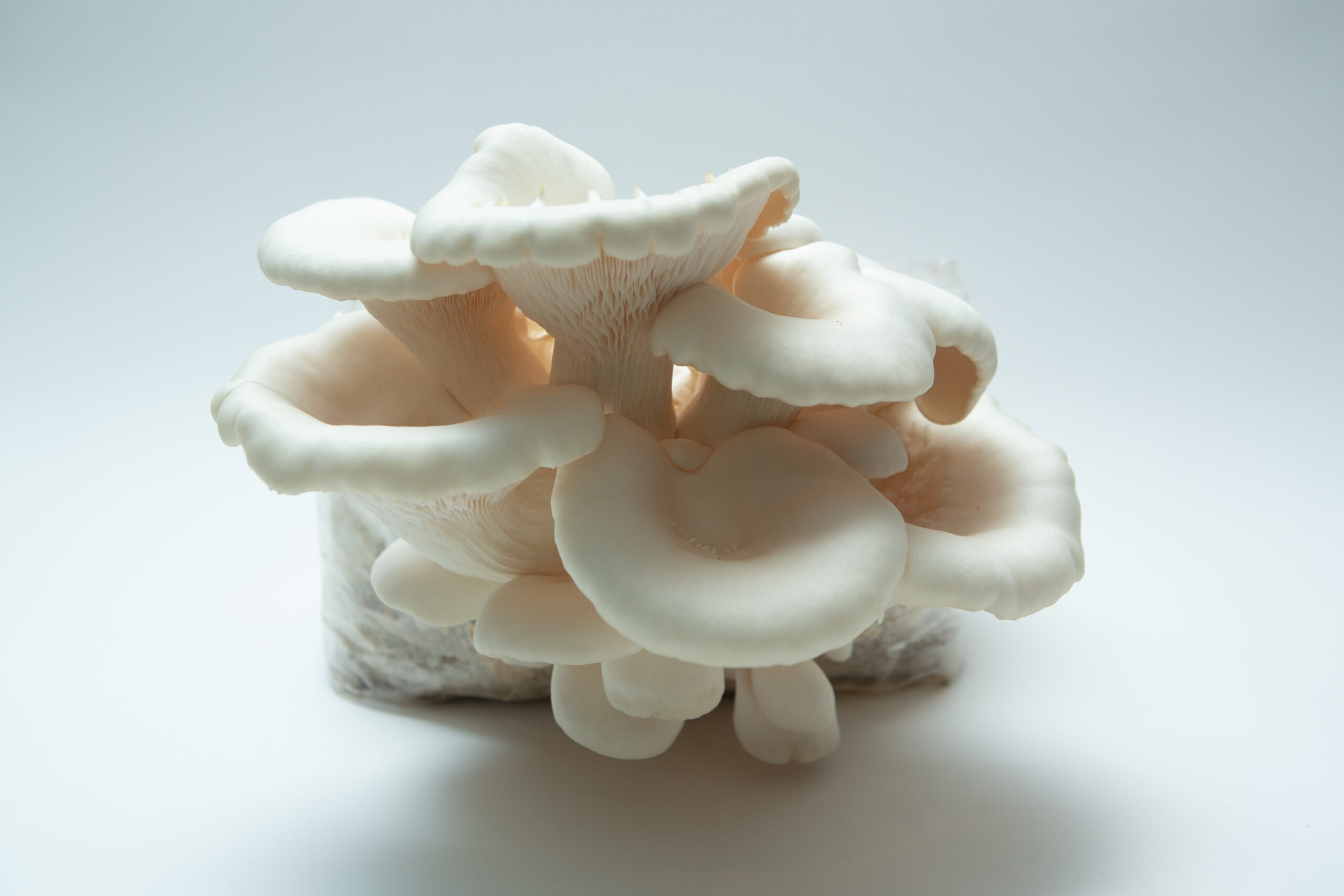 Mushroom Liquid Culture | Snow White Oyster | Pleurotus ostreatus | Commercial 1 A cluster of Snow White Oyster mushrooms (Pleurotus ostreatus) thriving on the Snow White Oyster | Pleurotus ostreatus | Mushroom Grow Kit โ Spray and Grow, set against a plain white background.