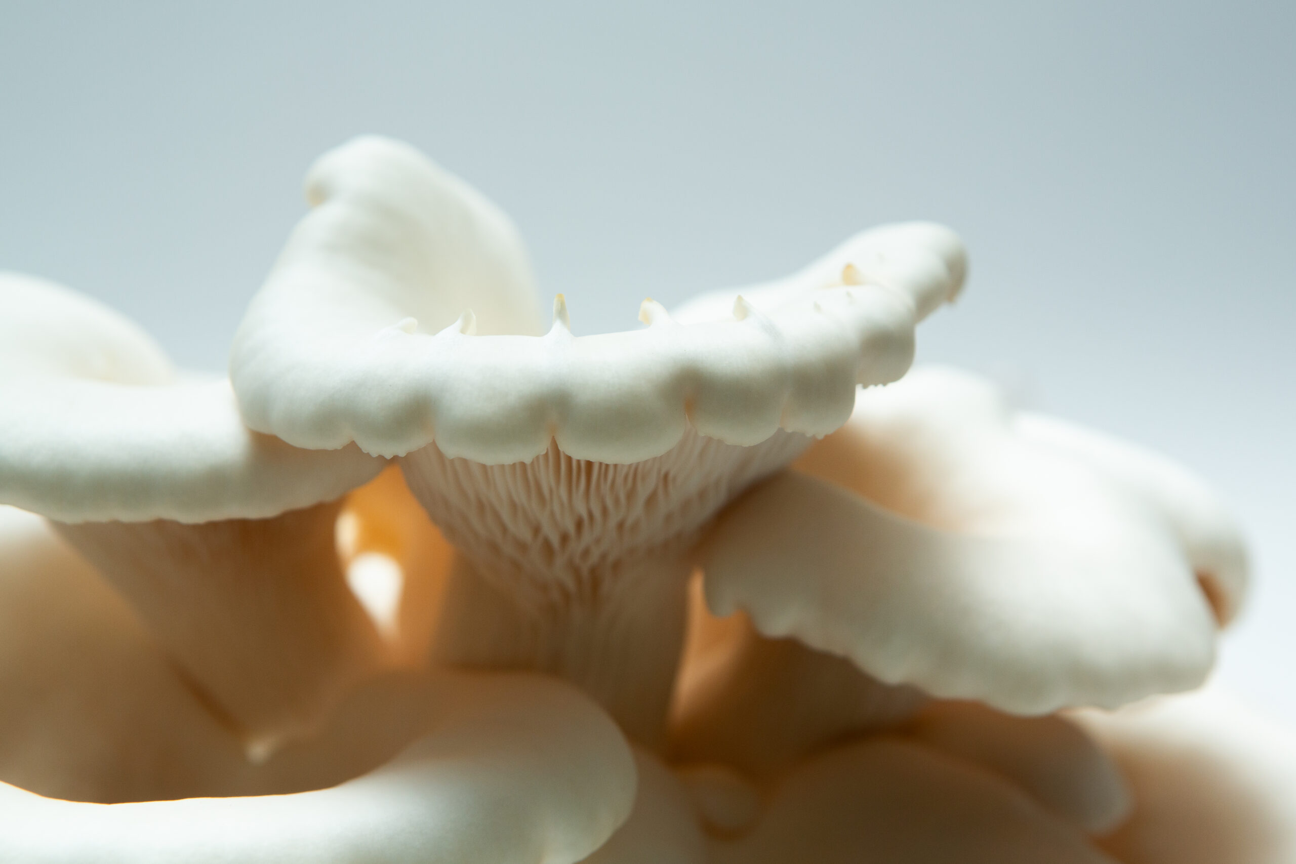 Mushroom Liquid Culture | Snow White Oyster | Pleurotus ostreatus | Commercial 3 Close-up of Snow White Oyster (Pleurotus ostreatus) mushrooms displays delicate gills and smooth capsโexcellent results from the Snow White Oyster | Pleurotus ostreatus | Mushroom Grow Kit- Spray and Grow.
