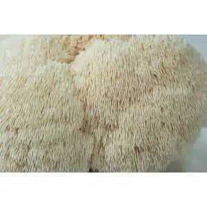 Close-up of Lion’s Mane (Hericium erinaceus) with soft, shaggy spines—ideal for growing at home with the Lion’s Mane Claw Heat Tolerant Mushroom Grow Kit | Spray and Grow | 3kg.
