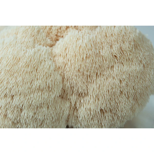 Close-up of Lion’s Mane (Hericium erinaceus) with soft, shaggy spines—ideal for growing at home with the Lion’s Mane Claw Heat Tolerant Mushroom Grow Kit | Spray and Grow | 3kg.