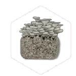 Illustration of oyster mushrooms growing from a rectangular block of substrate, outlined by a hexagon—a nod to quality mushroom farming equipment.