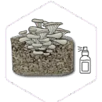 Illustration of mushrooms growing from a substrate block next to a spray bottle icon, perfect for highlighting essential mushroom farming supplies.