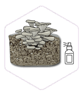 Mushroom Grow Kit - Spray and Grow