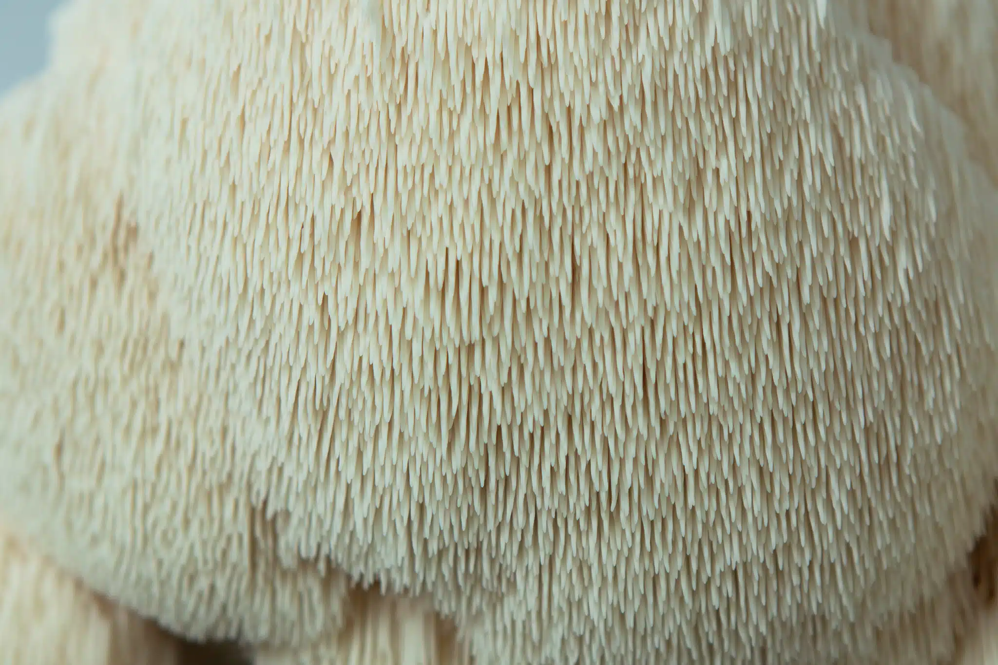Close-up of shaggy, cream spines of a Lion’s Mane mushroom (Hericium erinaceus), grown at home with the Lion’s Mane Claw Heat Tolerant Mushroom Grow Kit – Spray and Grow – 3kg.