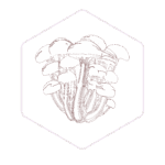 Fresh mushroom hexagon 01