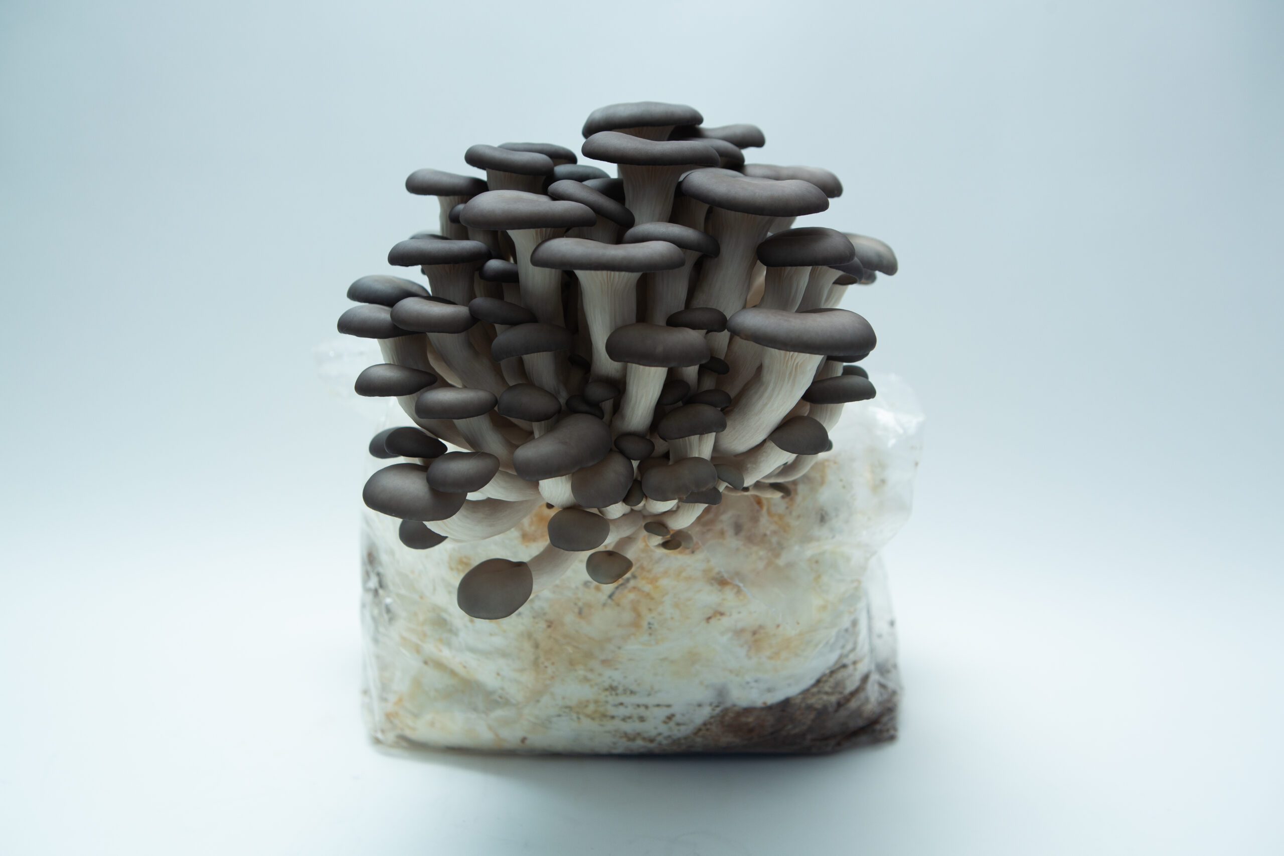 Blue Pearl Oyster | Pleurotus columbinus | Mushroom Fruiting Blocks - 3kg ( Wholesale for Farms) 1 Blue Pearl Oyster mushrooms (Pleurotus columbinus) sprouting from the Blue Pearl Oyster | Pleurotus columbinus | Mushroom Grow Kit – Spray and Grow, with substrate, on a white background.