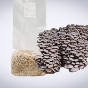 A cluster of Princess of Pearl Oyster (Pleurotus ostreatus) mushrooms grows from a 3kg Mushroom Fruiting Block, ideal for farms and wholesale cultivation.