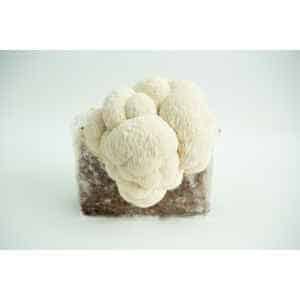 A Lion’s Mane Pride 3kg mushroom fruiting block (Hericium erinaceus, wholesale for farms) with Lion’s Mane mushrooms growing against a white background.