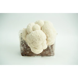 A Lion’s Mane Pride 3kg mushroom fruiting block (Hericium erinaceus, wholesale for farms) with Lion’s Mane mushrooms growing against a white background.