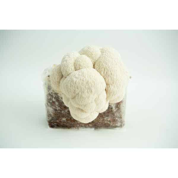 A Lion’s Mane Pride 3kg mushroom fruiting block (Hericium erinaceus, wholesale for farms) with Lion’s Mane mushrooms growing against a white background.