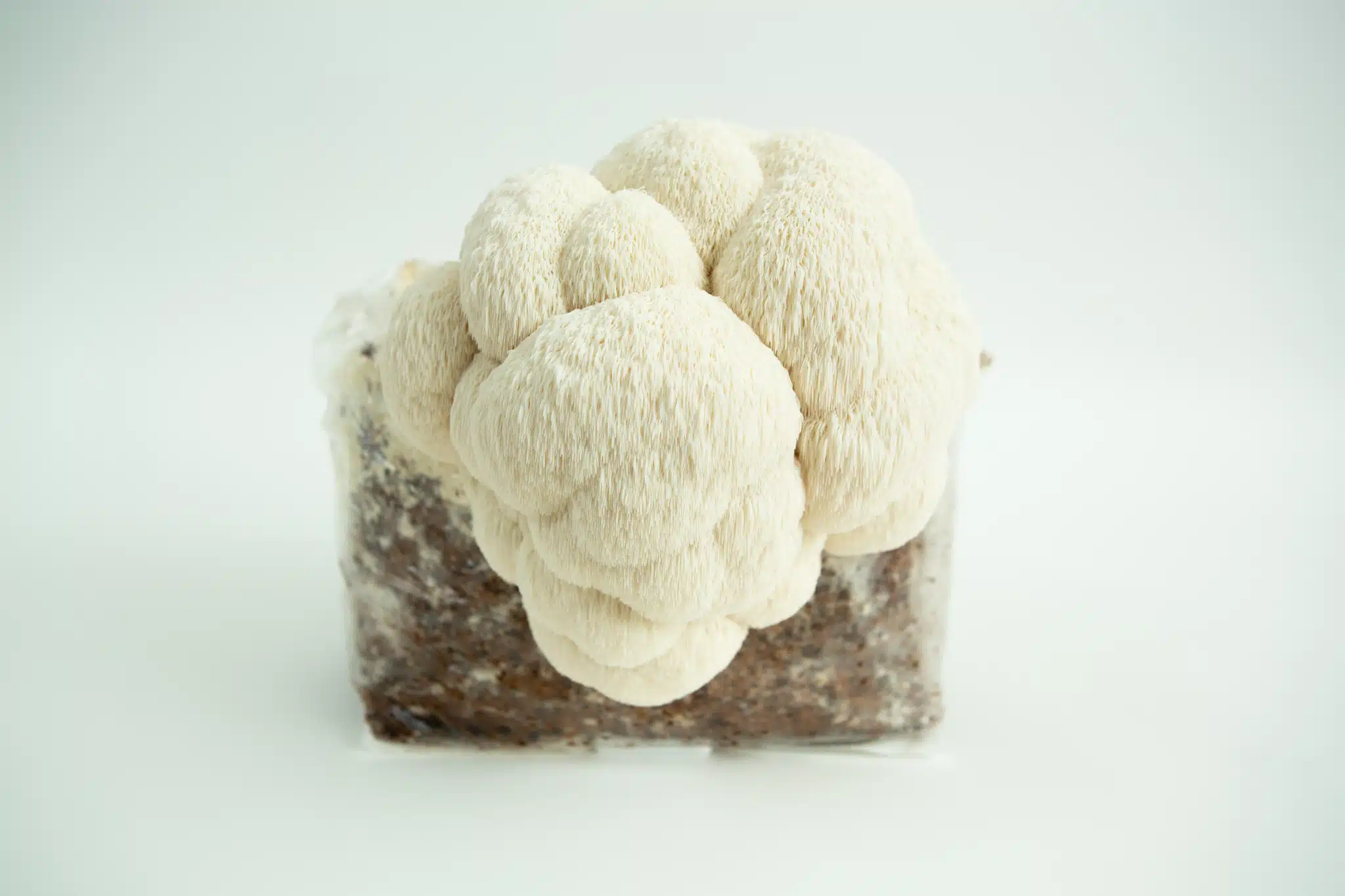 A Lion’s Mane Pride Hericium erinaceus shot against a white background.