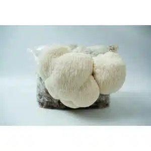 A cluster of white Lion’s Mane mushrooms (Hericium erinaceus) grows from the Lion’s Mane Claw Heat Tolerant Mushroom Grow Kit – Spray and Grow, 3kg, inside a plastic bag with a blurred background.
