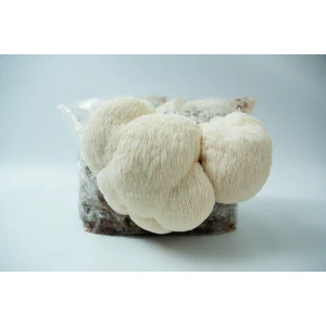 Lions mane Claw Heat Tolerant
