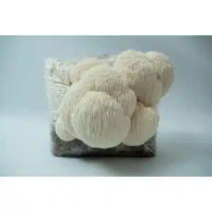 Melbourne 3 Lion’s Mane Claw Heat Tolerant (Hericium erinaceus) mushrooms growing from a 3kg Spray and Grow Mushroom Grow Kit substrate bag against a plain white background.