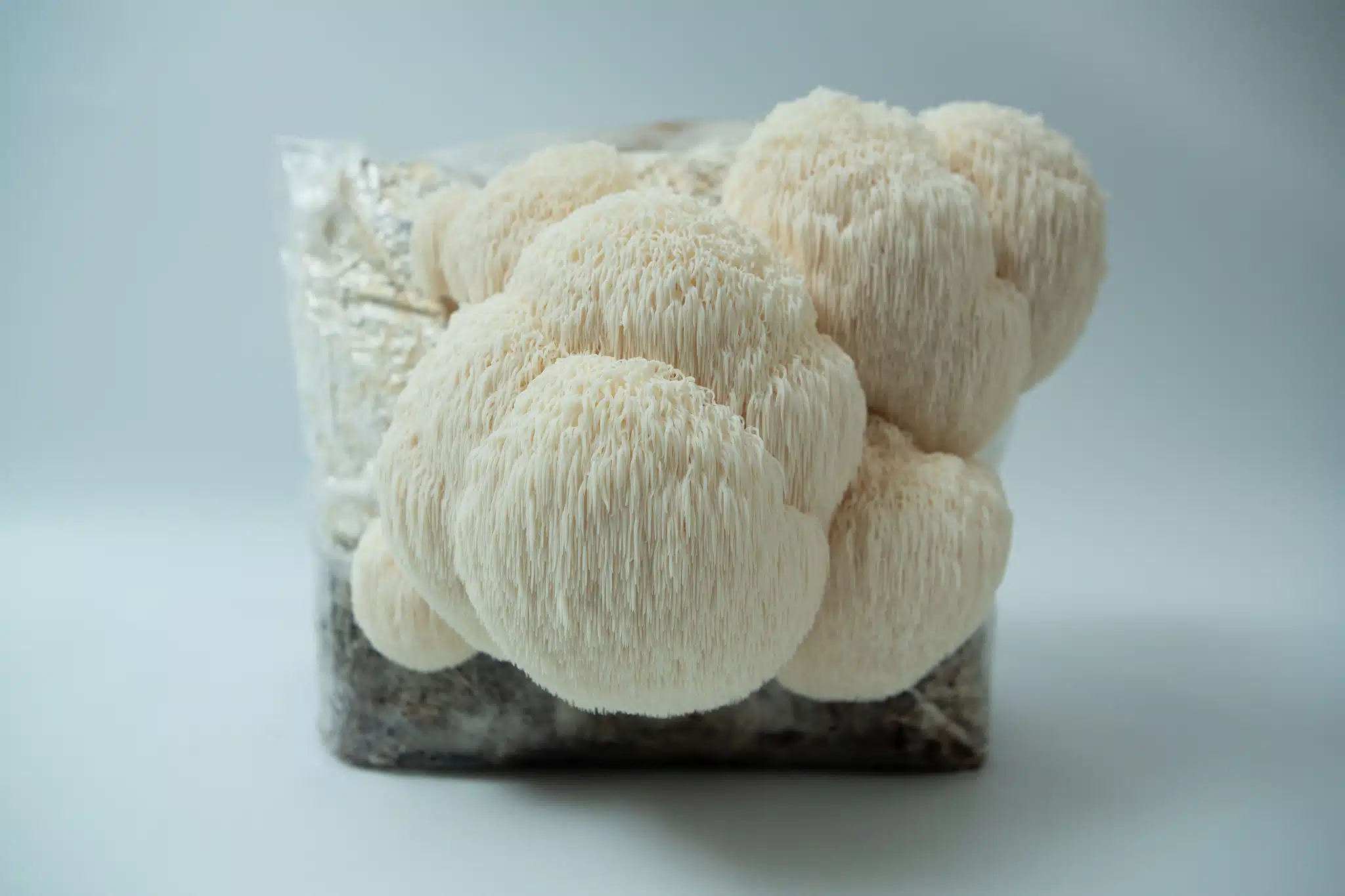 Lion’s Mane Claw Heat Tolerant (Hericium erinaceus) mushrooms growing from a 3kg Spray and Grow Mushroom Grow Kit substrate bag against a plain white background.
