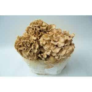 Maitake