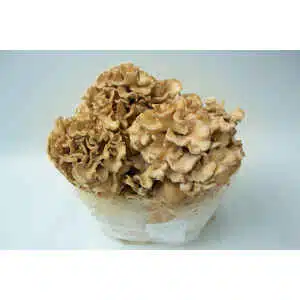 Cluster of light brown, ruffled mushrooms growing from a white substrate, cultivated using the Lion’s Mane Claw Heat Tolerant | Hericium erinaceus | Mushroom Grow Kit - Spray and Grow - 3kg.