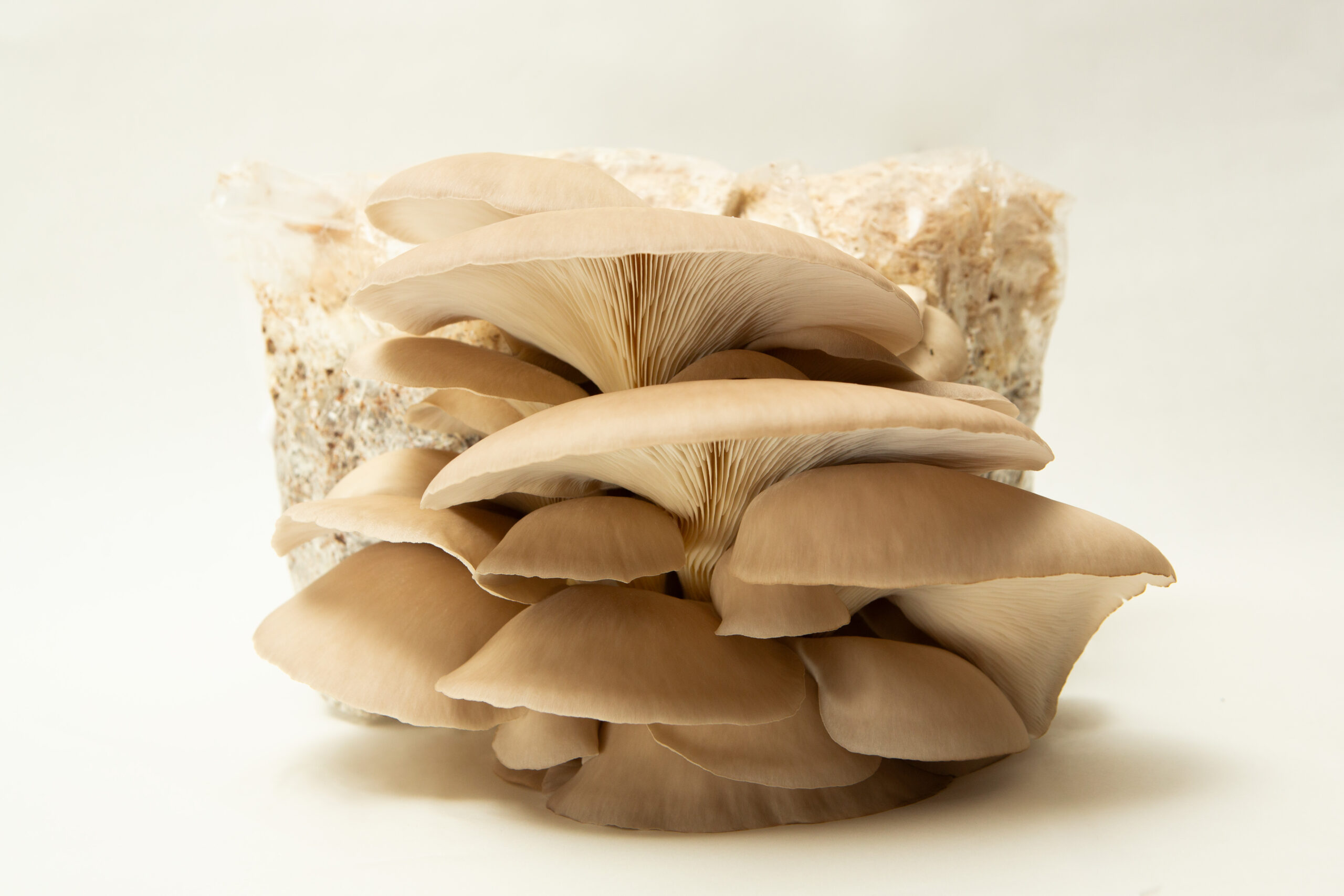 Princess of Pearl Oyster | Pleurotus ostreatus | Mushroom Grow Kit- Spray and Grow - 3kg 1 Princess of Pearl Oyster (Pleurotus ostreatus) mushrooms fruiting from 3kg blocks, highlighting the quality of our wholesale mushroom fruiting blocks—ideal for farms seeking top-tier yields.
