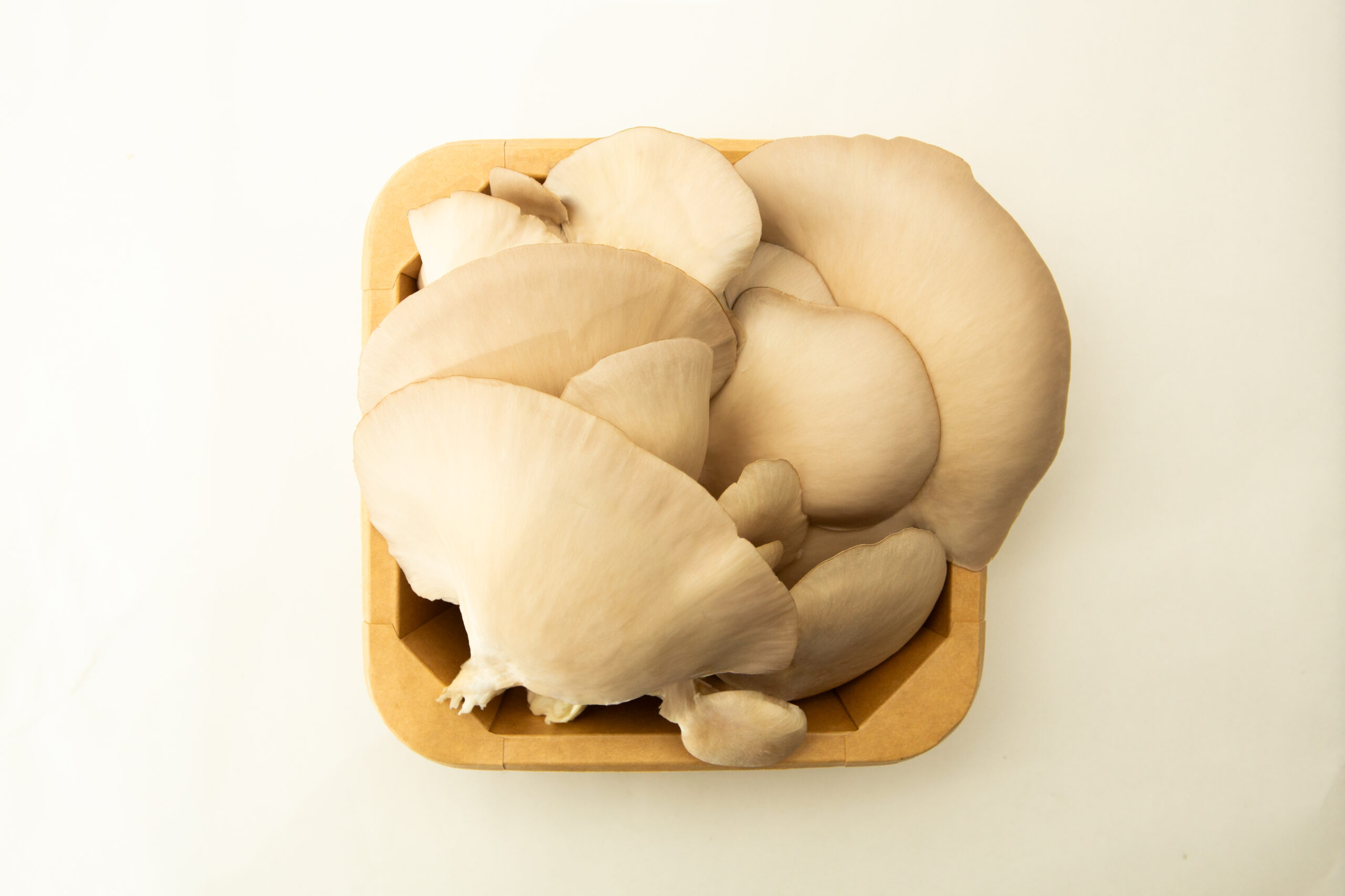 Princess of Pearl Oyster | Pleurotus ostreatus | Mushroom Grow Kit- Spray and Grow - 3kg 4 A wooden tray with fresh Oyster Mushrooms (Pleurotus ostreatus), harvested from 3kg mushroom fruiting blocks (wholesale for farms), displayed on a plain white background.