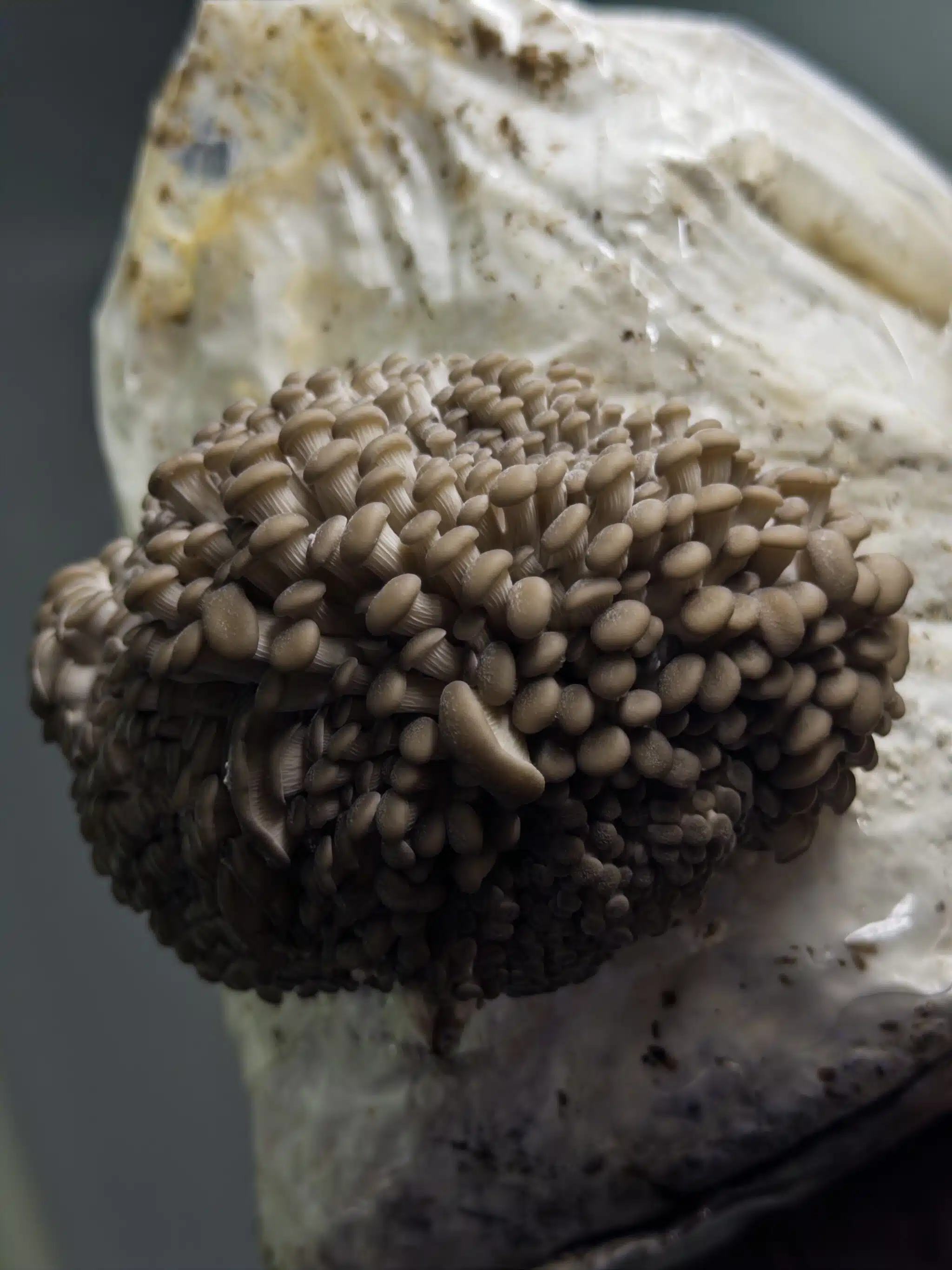 Princess of Pearl Oyster (Pleurotus ostreatus) Mushroom Fruiting Blocks, 3kg, deliver reliable and abundant harvests—ideal wholesale option for farms seeking quality oyster mushrooms.