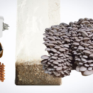 Princess of Pearl Oyster (Pleurotus ostreatus) mushrooms growing from a 3kg Mushroom Fruiting Block—ideal for farms. Icons: mushroom jar, soil, wooden sticks on the left.