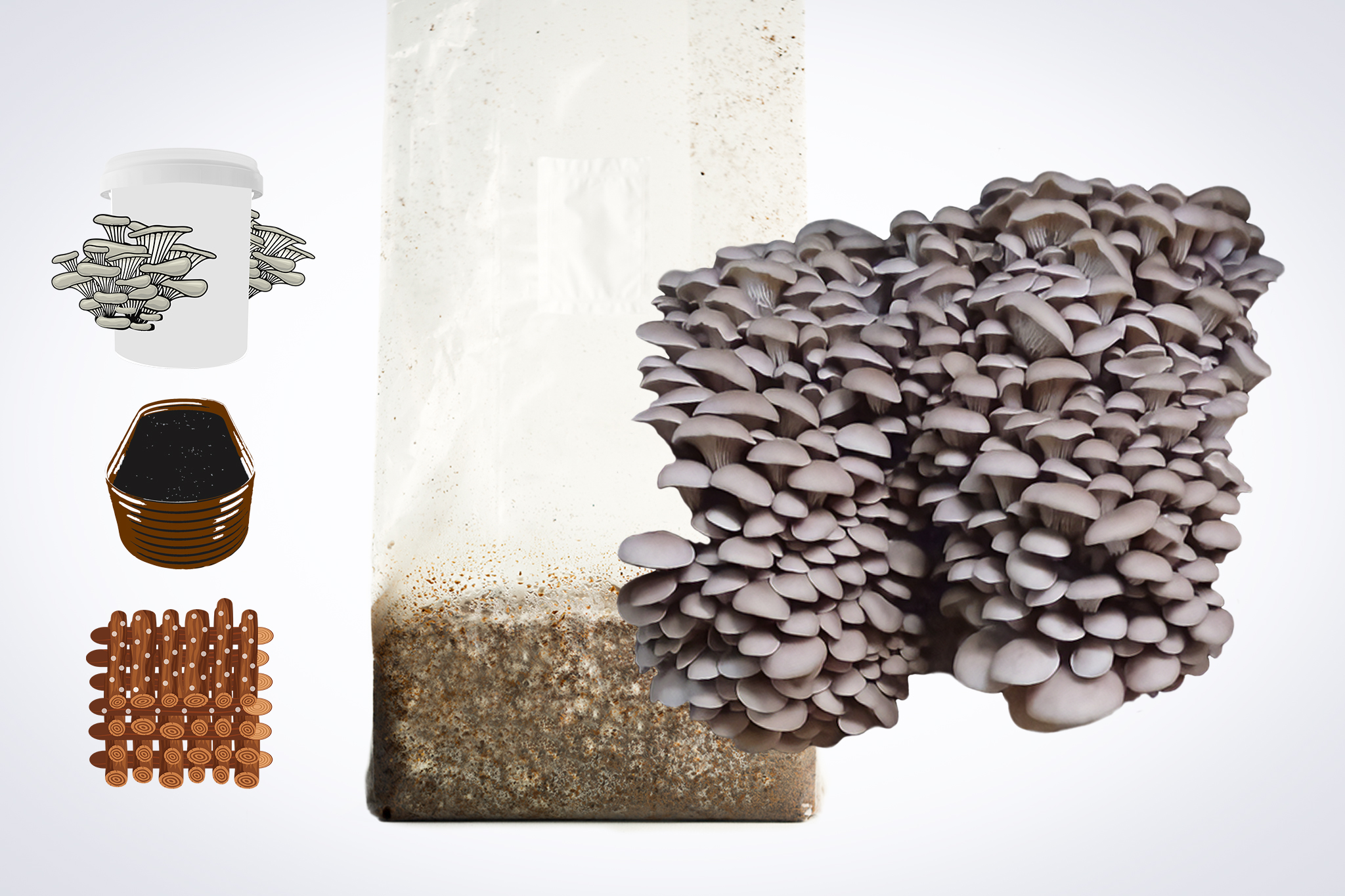 Princess of Pearl Oyster | Pleurotus ostreatus | Mushroom Grow Kit- Spray and Grow - 3kg 5 Princess of Pearl Oyster (Pleurotus ostreatus) mushrooms growing from a 3kg Mushroom Fruiting Block—ideal for farms. Icons: mushroom jar, soil, wooden sticks on the left.
