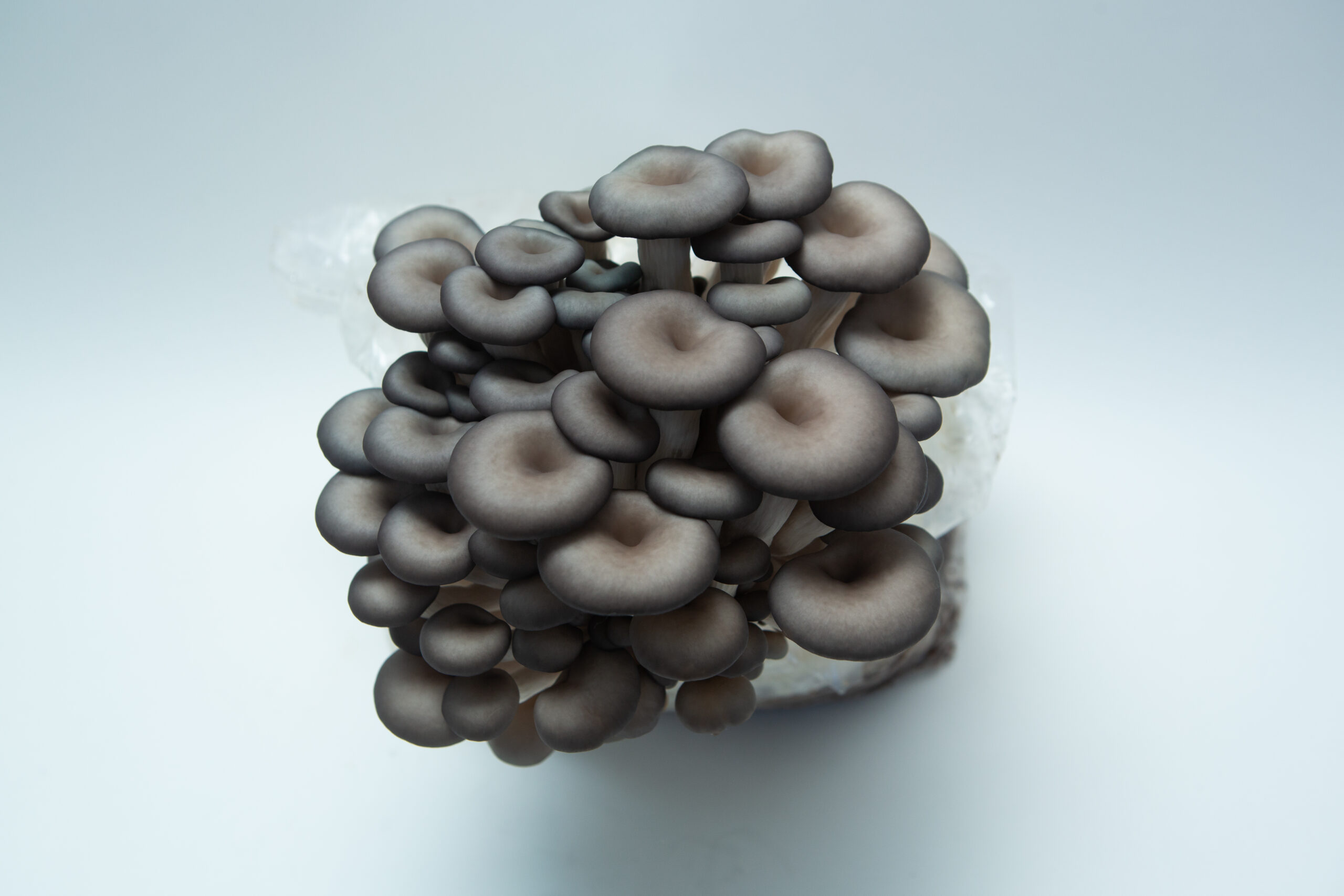 Blue Pearl Oyster | Pleurotus columbinus | Mushroom Grow Kit- Spray and Grow 2 A cluster of grey Blue Pearl Oyster mushrooms (Pleurotus columbinus) featured on a white background, highlighting the impressive yield from the Blue Pearl Oyster | Pleurotus columbinus | Mushroom Grow Kit - Spray and Grow.