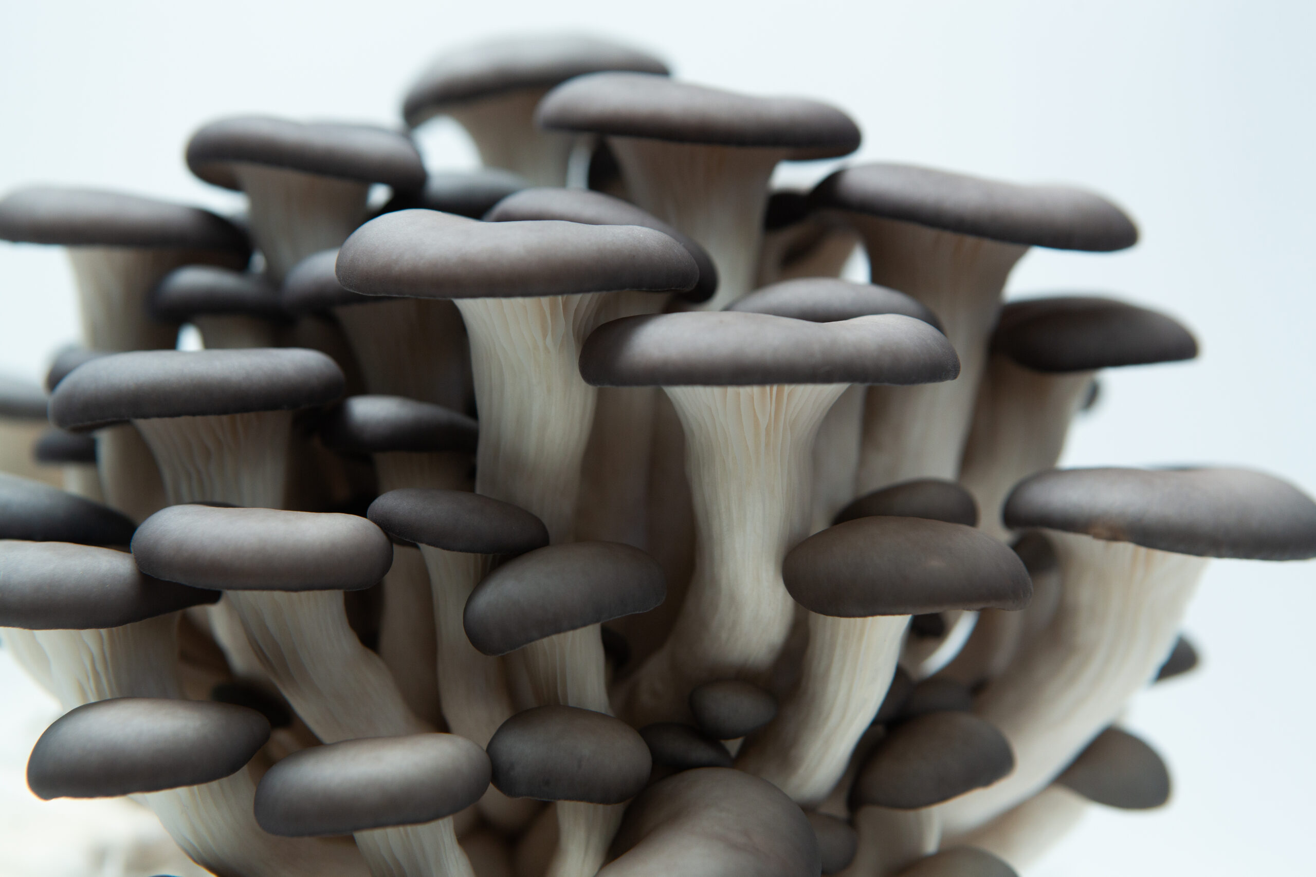 Blue Pearl Oyster | Pleurotus columbinus | Mushroom Grow Kit- Spray and Grow 3 A Blue Pearl Oyster Mushroom Grow Kit (Pleurotus columbinus) is shown, featuring smooth grey-capped, white-stemmed mushrooms against a white background. Spray and grow for fresh oysters at home.