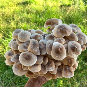 A hand holds a large cluster of light brown Lentinula edodes from the Shiitake โ 3782 Mushroom Grow Kit (Spray and Grow, 3kg) outdoors, with grass in the background.