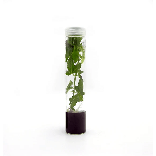 Plant Cell | Athena | Roots™ Tissue Culture Media Box of 10 - Image 3