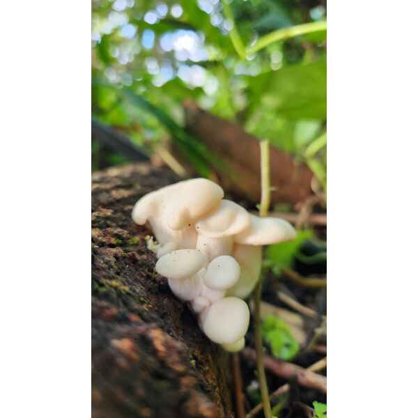 White Elm Dowel growing on log