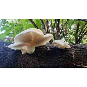 White Elm Dowel growing on log