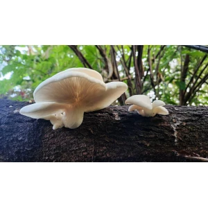 White Elm Dowel growing on log